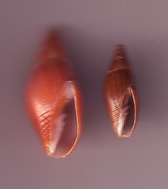 Mitra zonata